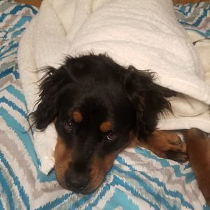 Meet your Posher, Mickie